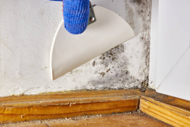 Best Mold Documentation for Insurance Claims  in The Pinery, CO